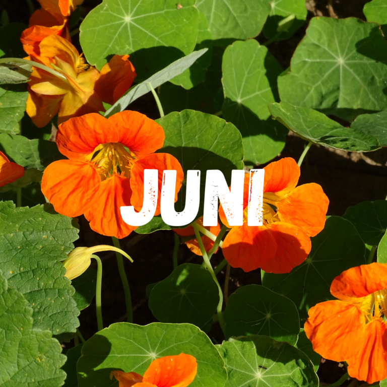 Moestuinkalender juni