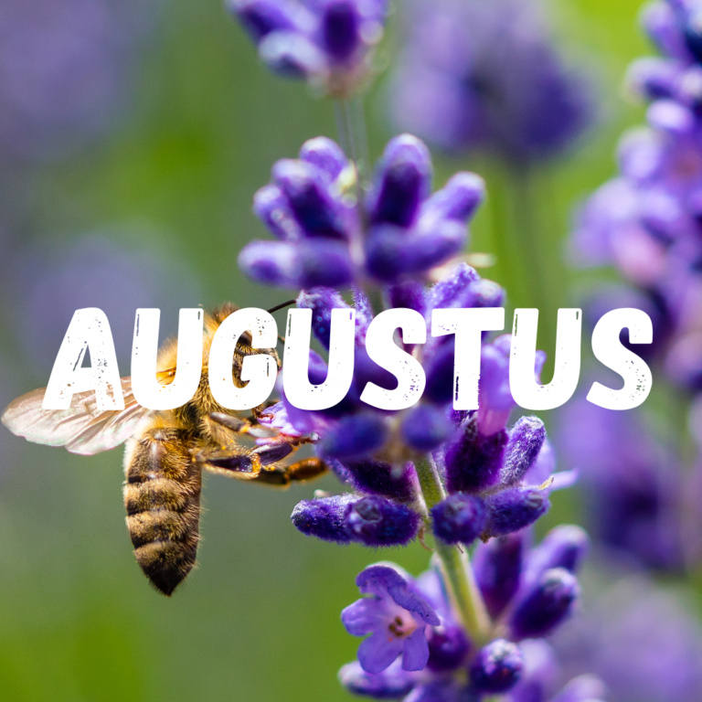 Moestuinkalender Augustus