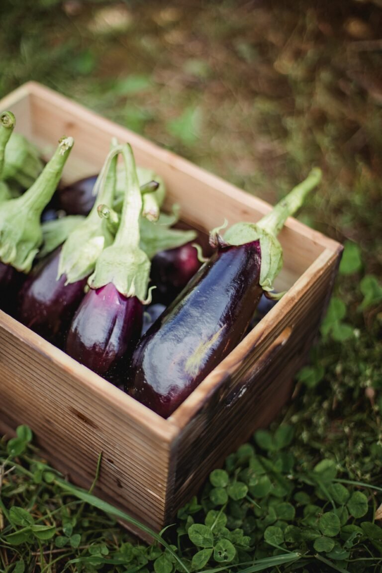 Moestuin gewas aubergine