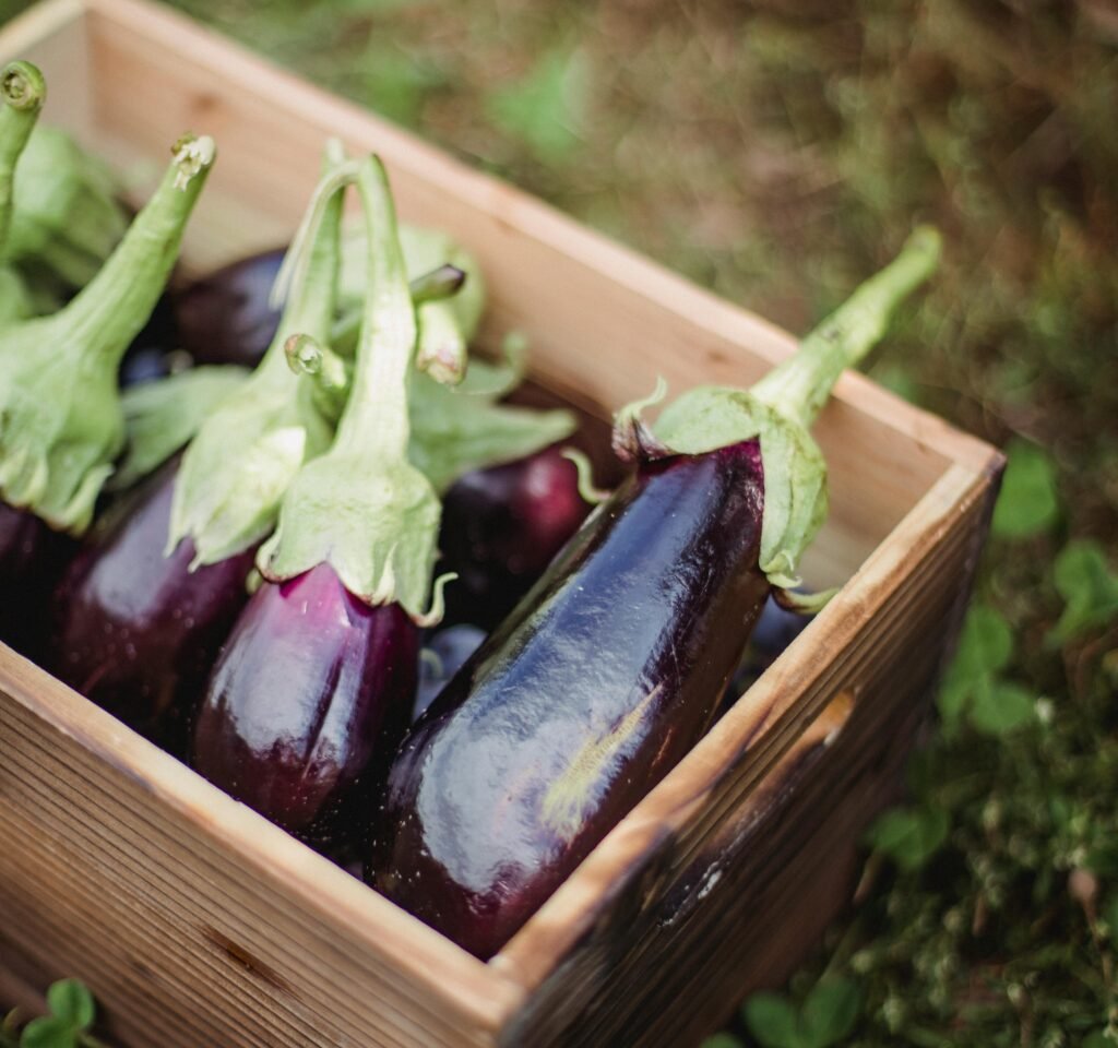 moestuin gewas aubergine