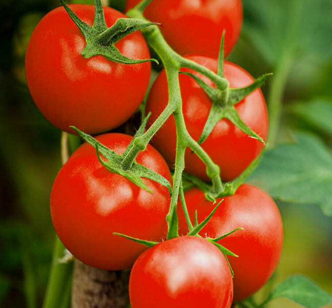 Tomaten voorzaaien