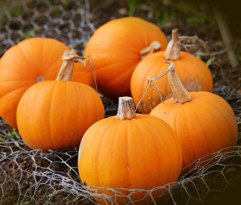 Moestuin vrucht pompoen