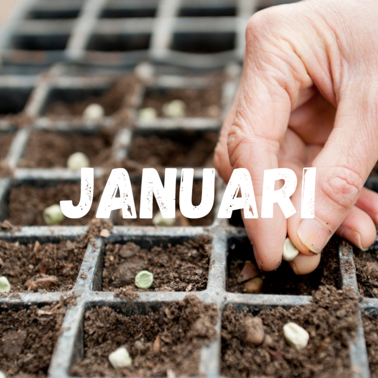 moestuinkalender Januari