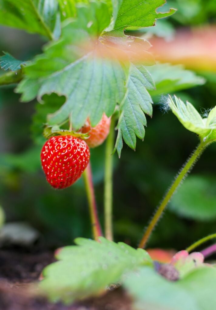 Aardbei plantje moestuingewas