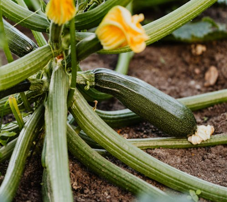 Moestuin gewas courgette