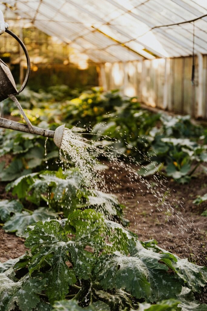 Watergeven in de moestuin