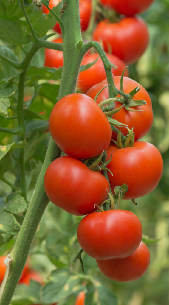 Tomaten aan de tros