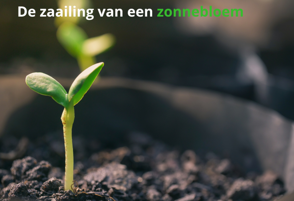 De zaailing van een zonnebloem