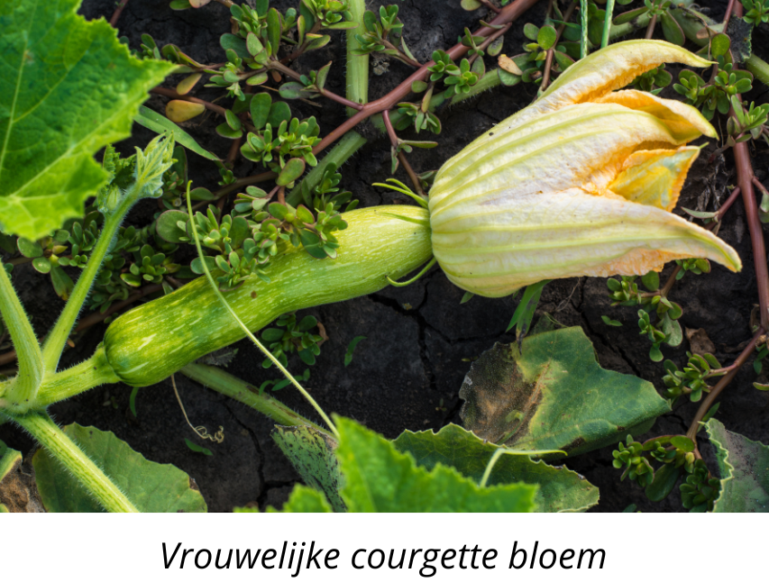 Courgette voorzaaien, vrouwelijke bloem