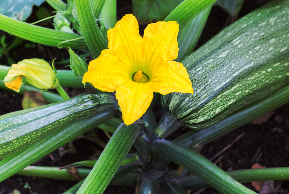 Moestuin kalender juni, bloeiende courgette