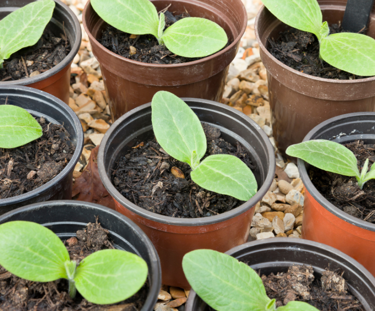 Courgette voorzaaien op potjes