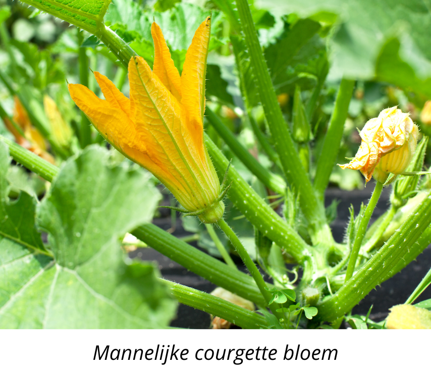 Courgette voorzaaien, mannelijke bloem