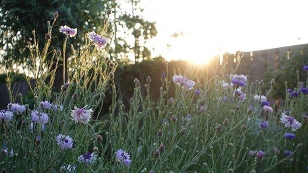 Moestuin bloemen