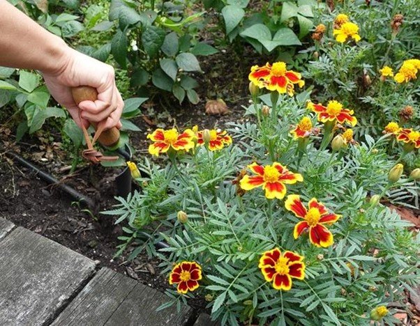 afrikaantjes in de moestuin