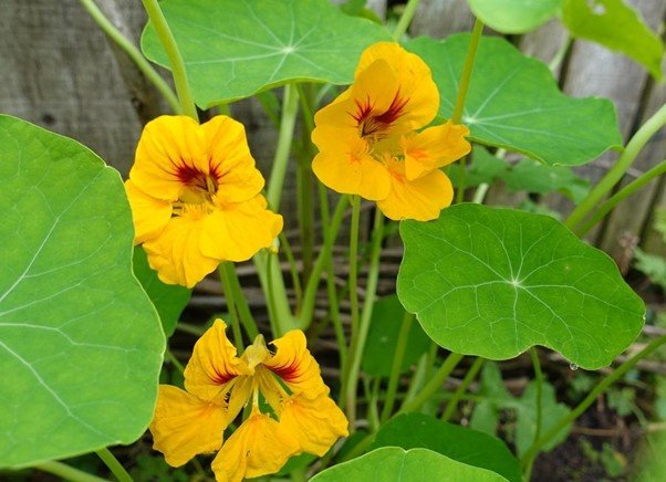 Oost indische kers moestuinbloemen