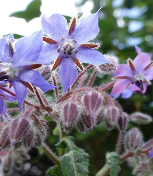 Komkommerkruid moestuinbloemen