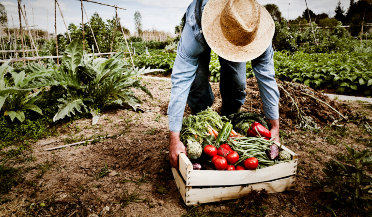 Beginnen met moestuinieren