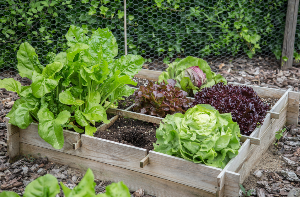 Kleine moestuin, in bakken