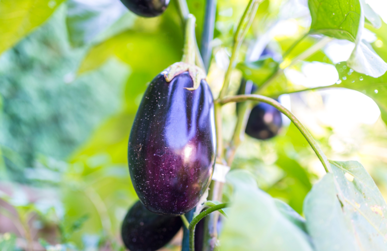 Aubergine kweken in pot