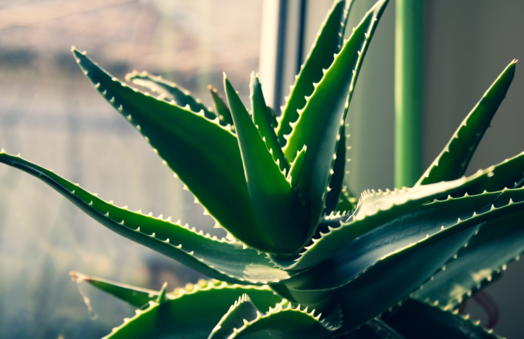 Luchtzuiverende planten, aloe vera