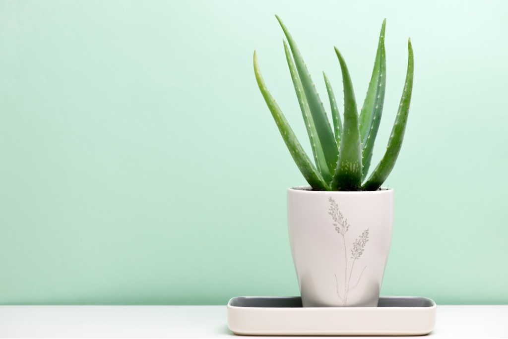 Luchtzuiverende planten, aloe vera