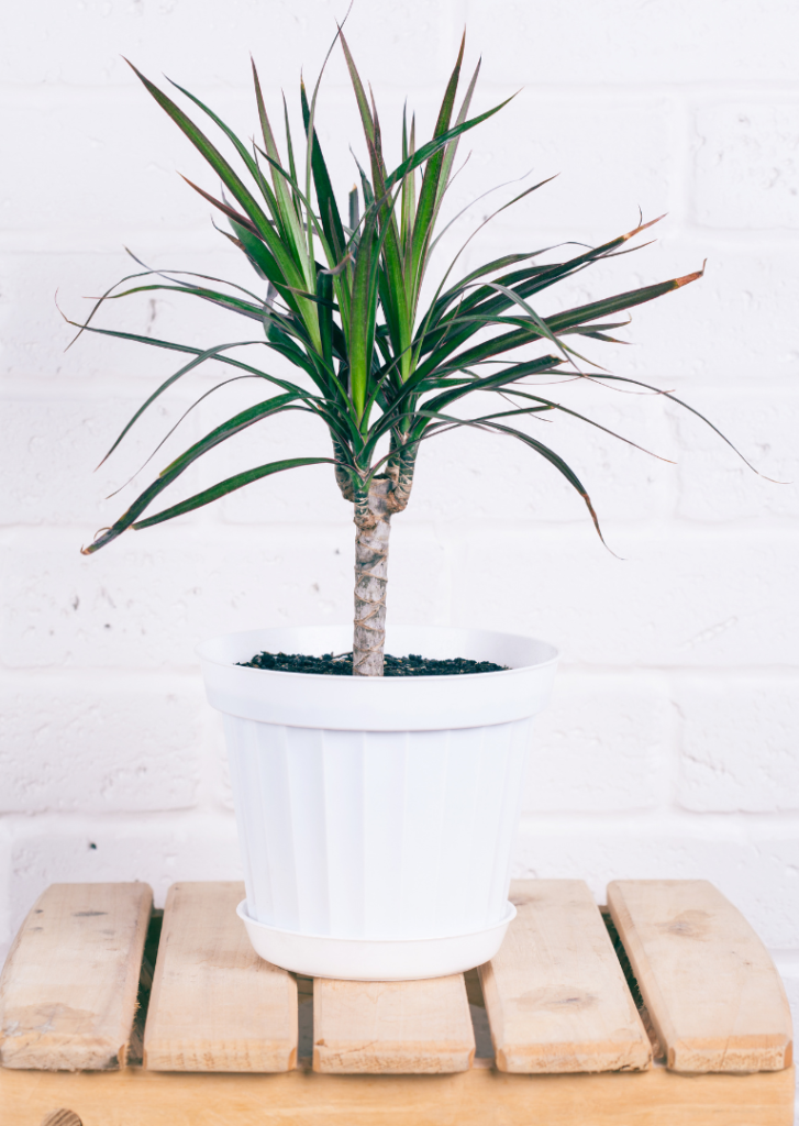 Luchtzuiverende planten, Dracaena