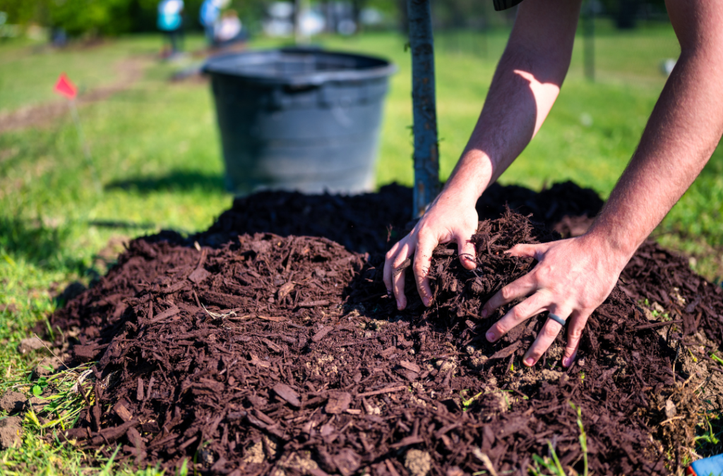 Mulchen in de Moestuin