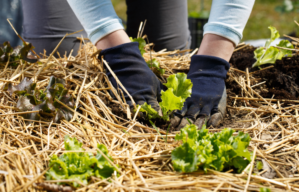 Mulchen in de moestuin, stro