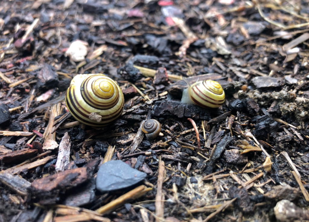 Mulchen in de Moestuin