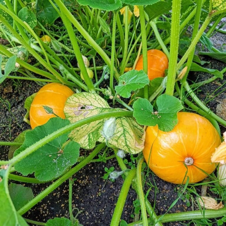 De Zomer Moestuin