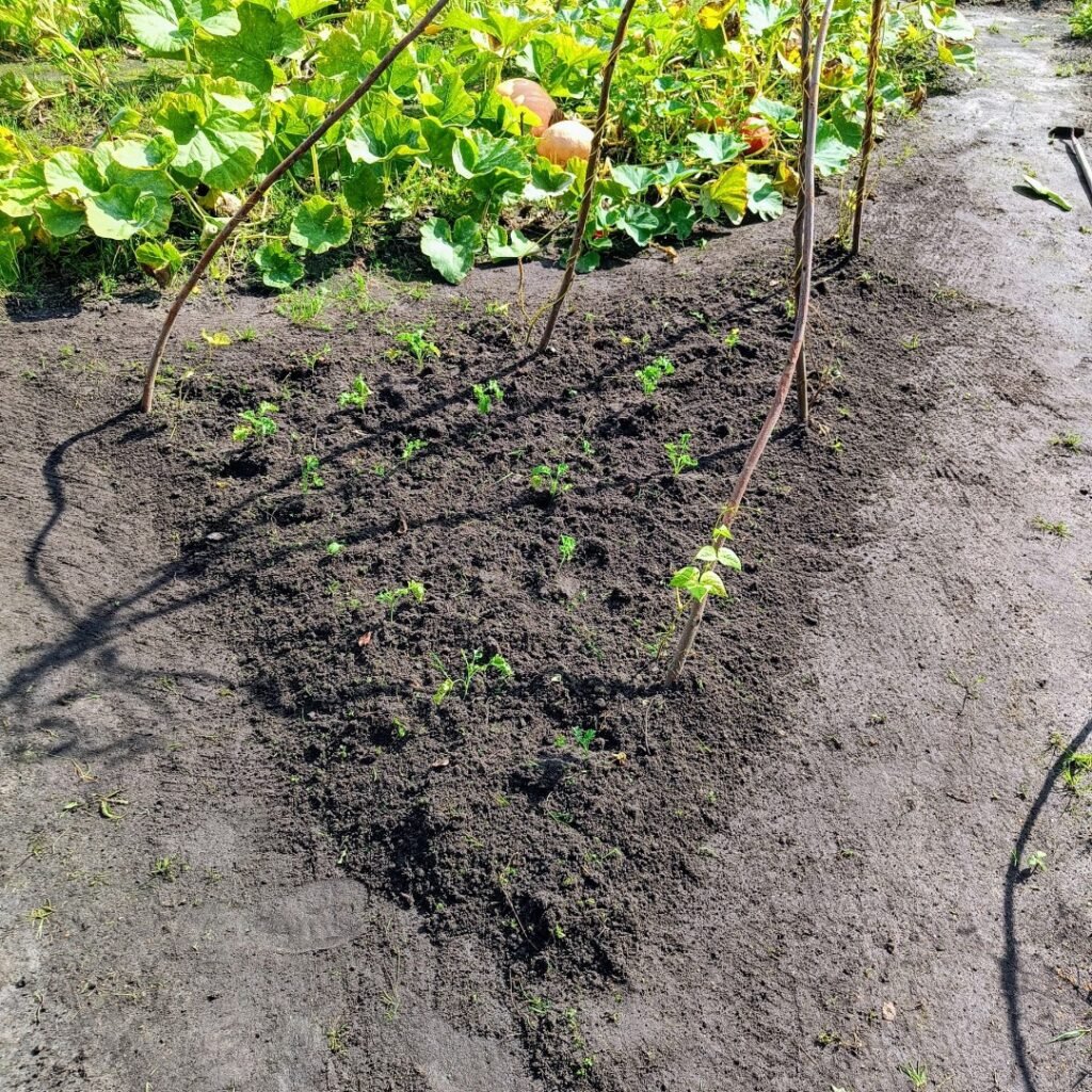 De Zomer Moestuin