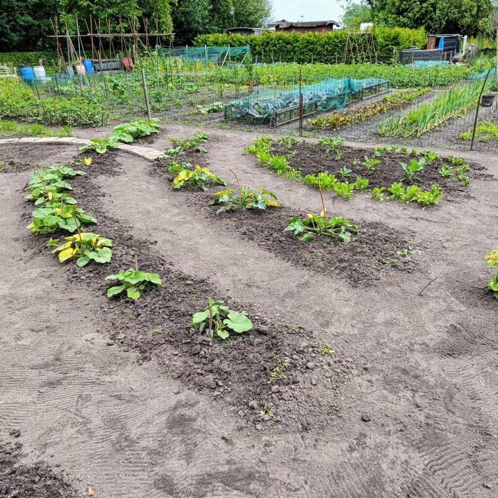 De Zomer Moestuin
