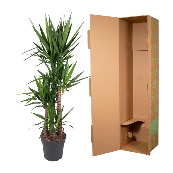 thumbnail_600-153 Yucca Elephantipe - 180 cm - ø34