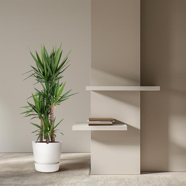 thumbnail_600-154 Yucca Elephantipe - 180 cm - ø34